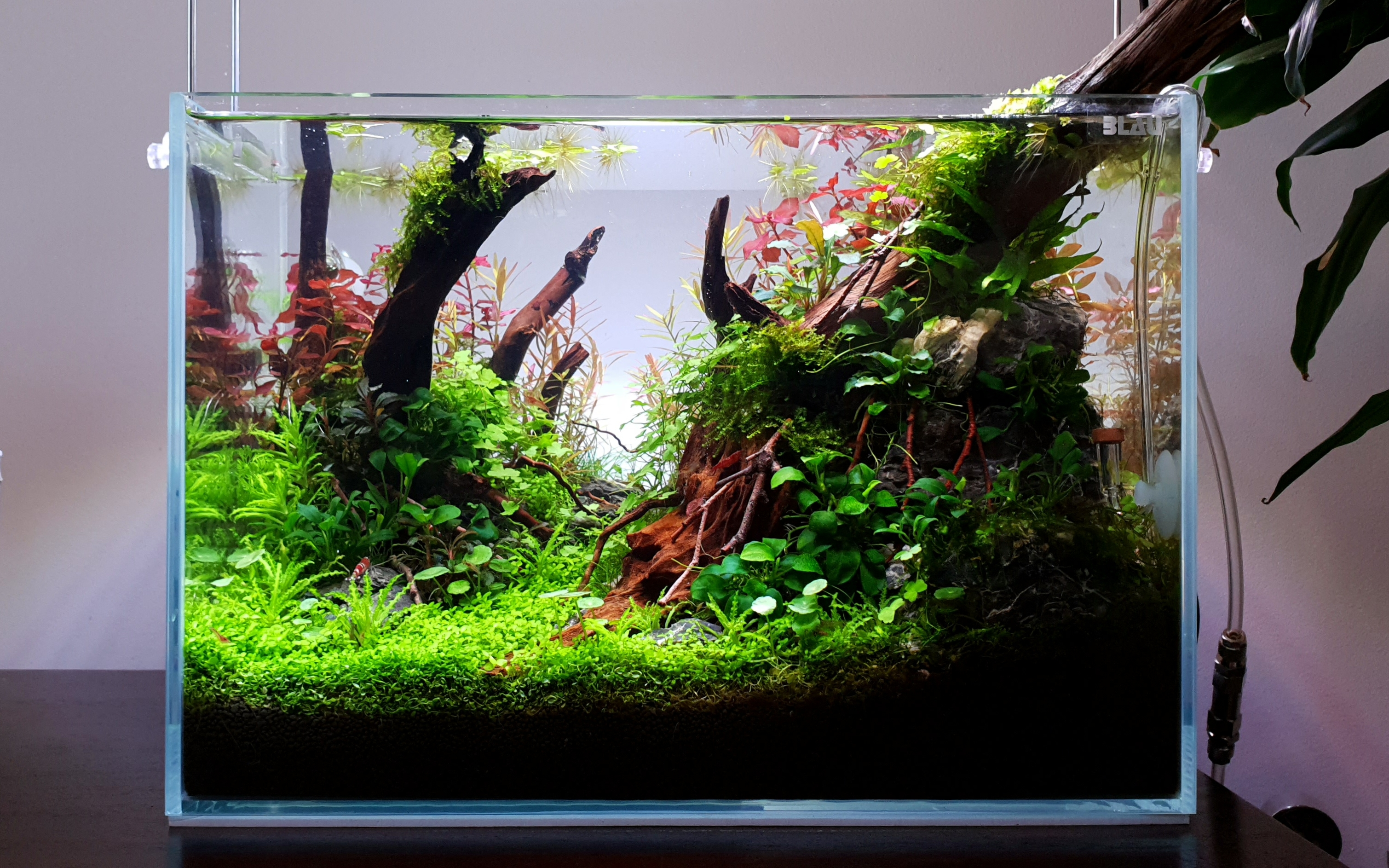 densely planted tank