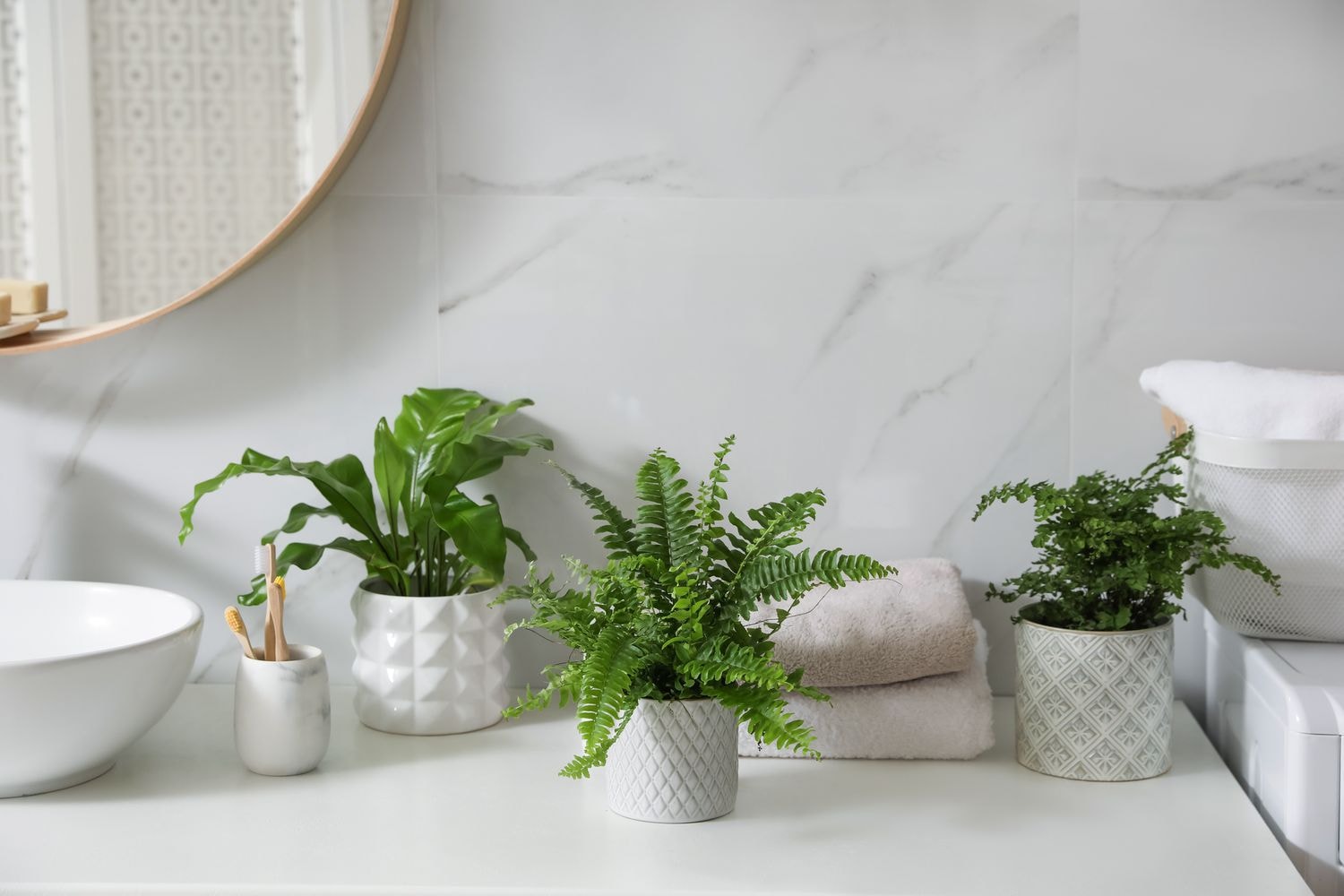 Lovely Ferns For Your Home