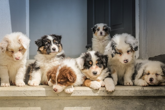 Long-Coated Australian Shepherd Puppies