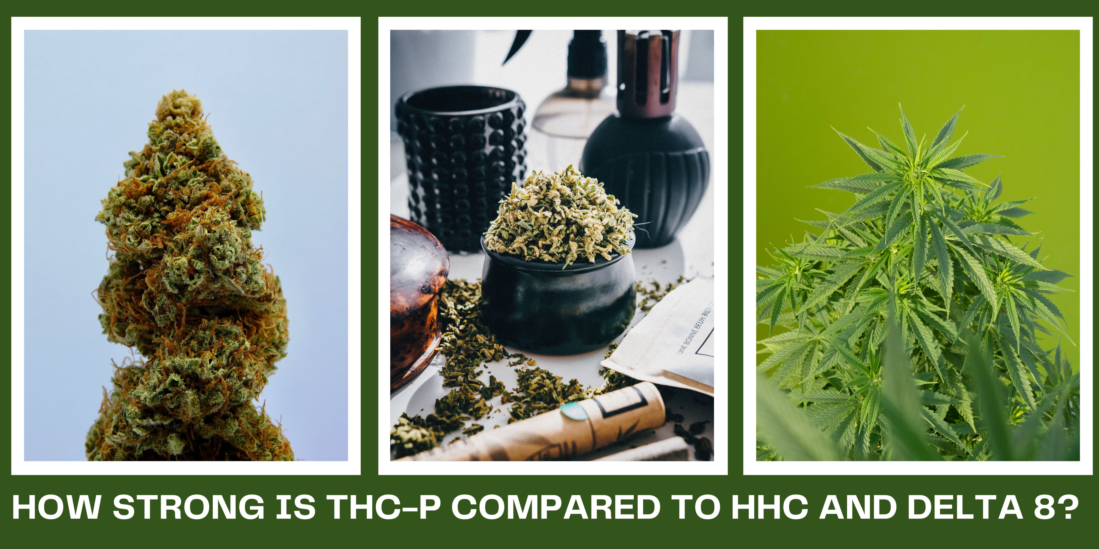 image of an article about How strong is THC-P compared to HHC and Delta-8? 