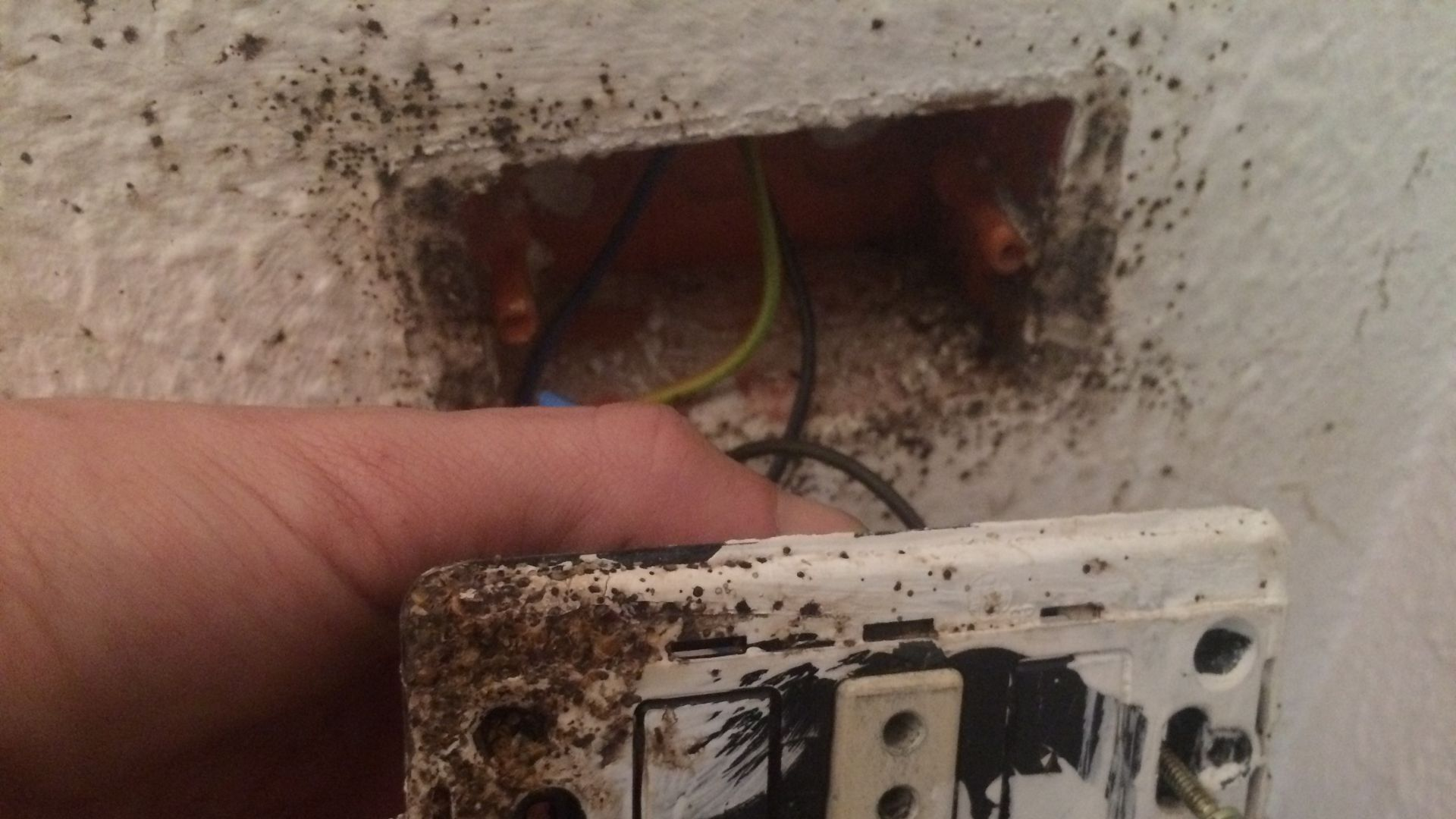 An image showing how bed bugs can infest the inside of electrical outlets. 