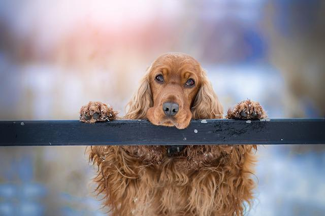 cocker spaniel, dog, pet