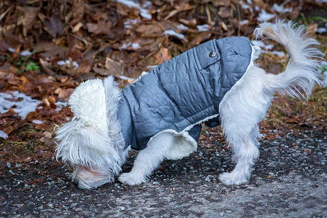 dog, maltese, young dog