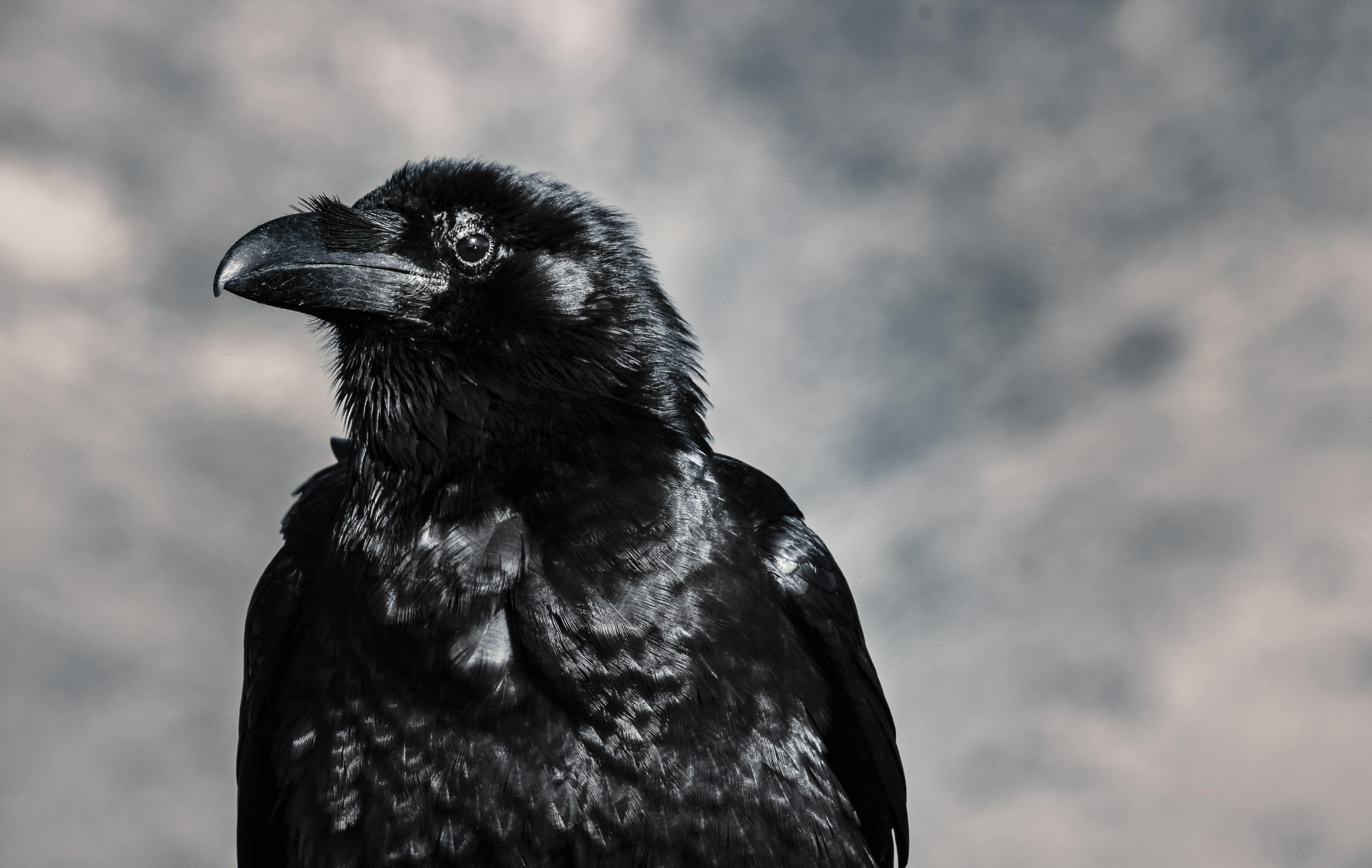 Number 8 Crows