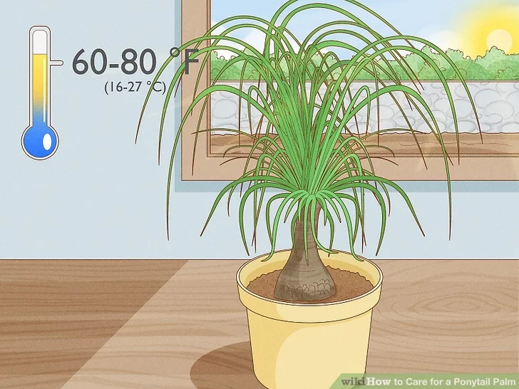  ponytail palms, plant home