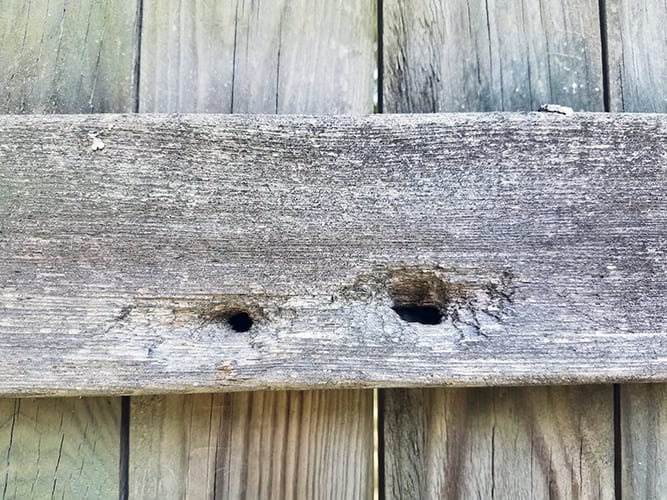An image of carpenter bee holes on a decaying wooden fence.
