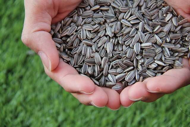 Hiking Snacks Sunflower Seeds