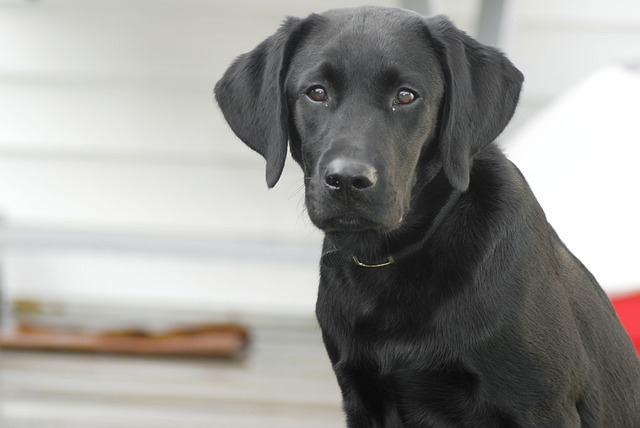 dog, labrador retriever, black lab, lab puppy, other dog breeds, guard dogs, labs, puppies, lab breeds, dog lab black, labrador breeds, black lab puppies, labrador retriever puppies, black labrador retriever, 