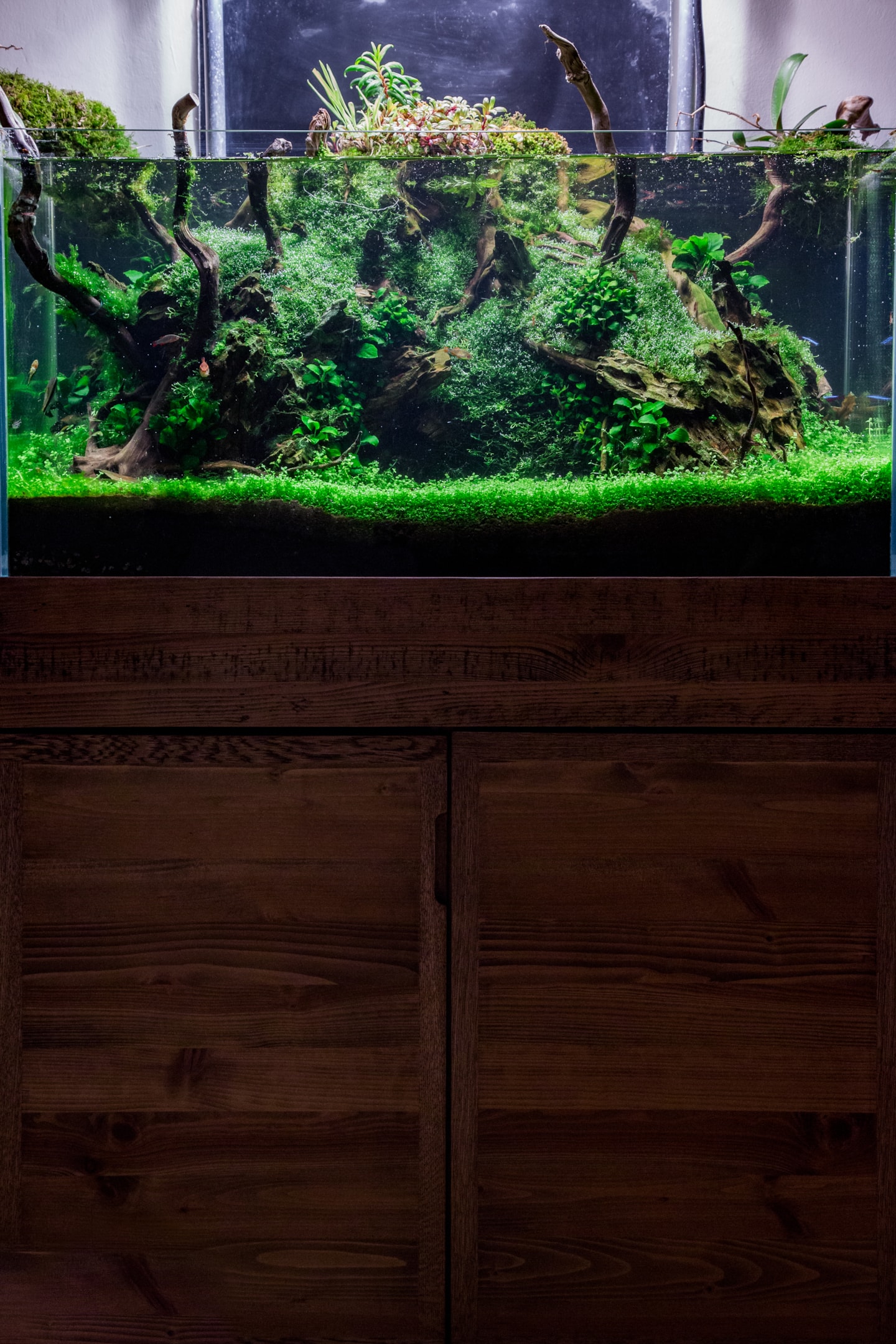 Well established tank goes beyond simply filling a tank with water and fish.