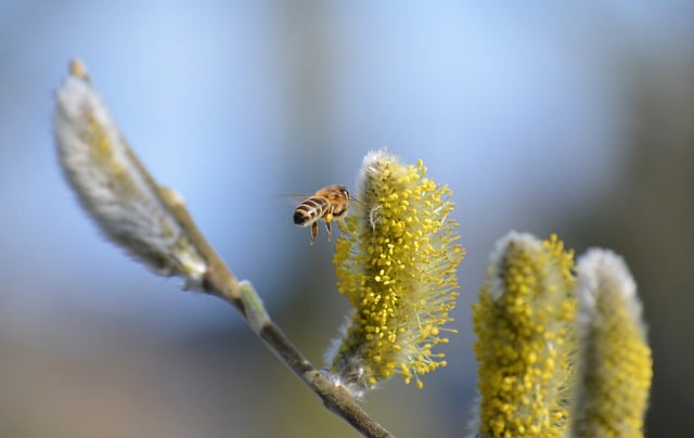willow catkin, bee, pollination