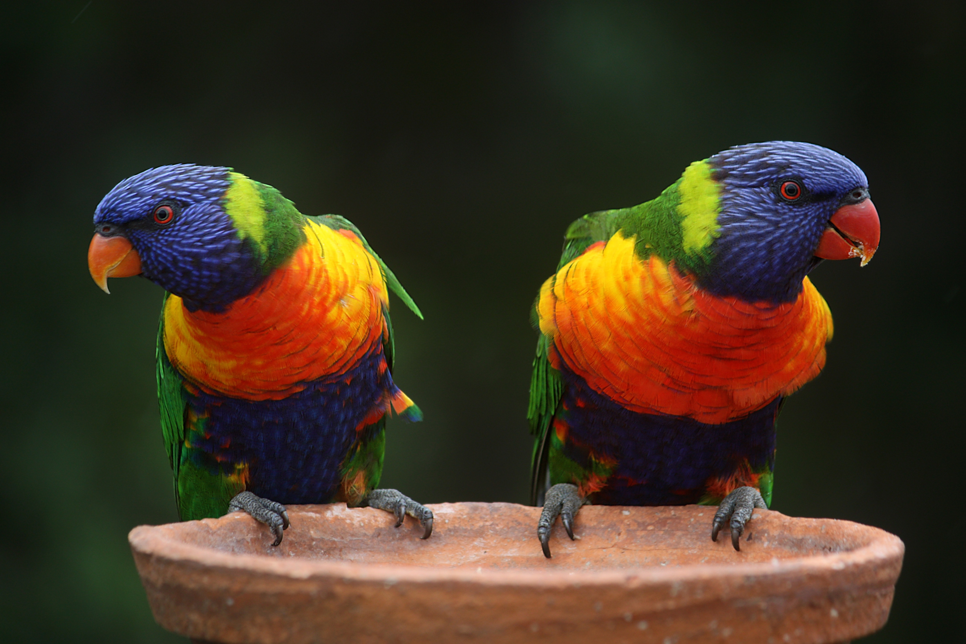 Lorikeets are Easy to Tame and Love Hand-feeding