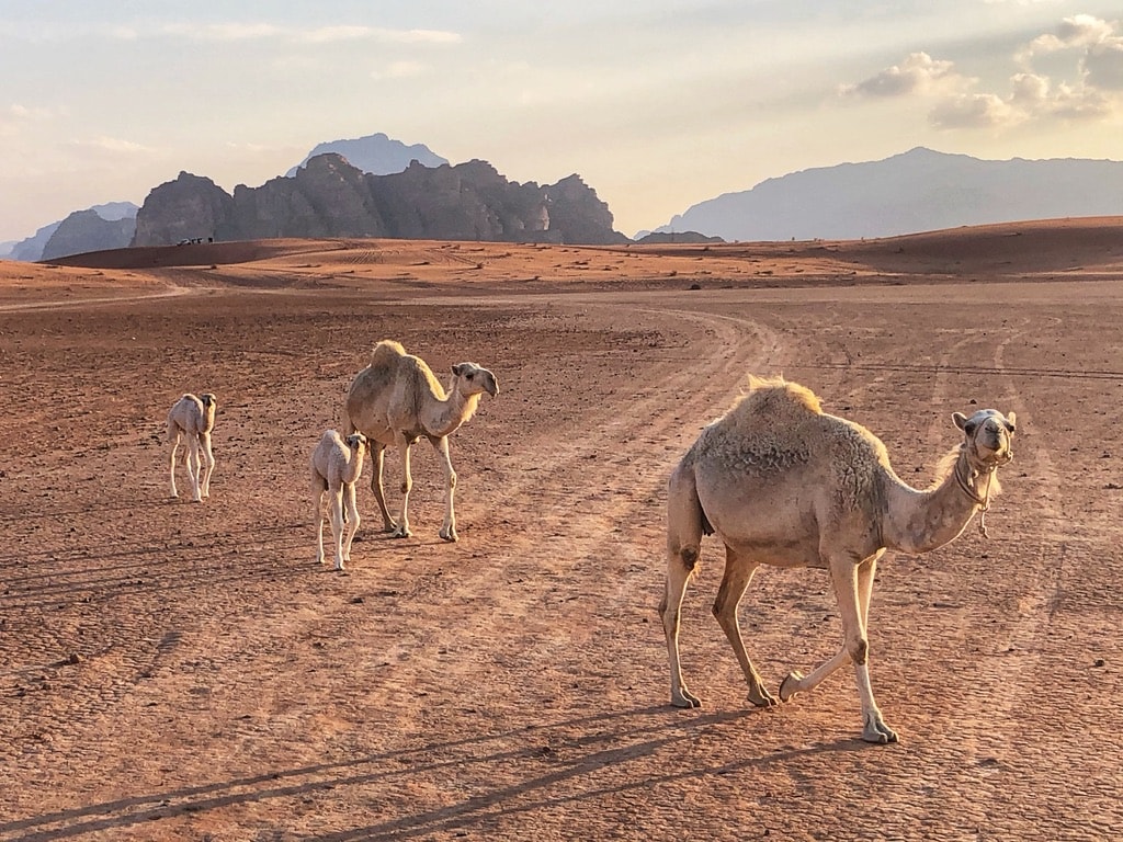 Desert camels