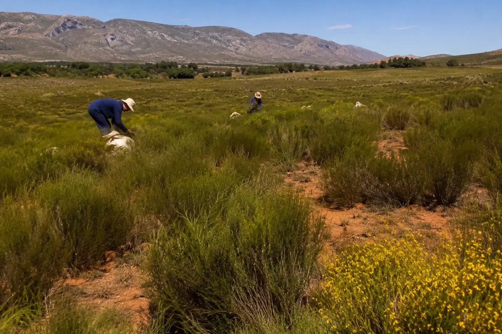 A wide landscape view shows two farm workers tending to a vast rooibos field scattered with green bushes and bright yellow wildflowers. The workers bend over the crops to harvest leaves into large white sacks, set against the backdrop of an expanse of dry terrain leading toward rugged mountains under a clear blue sky.