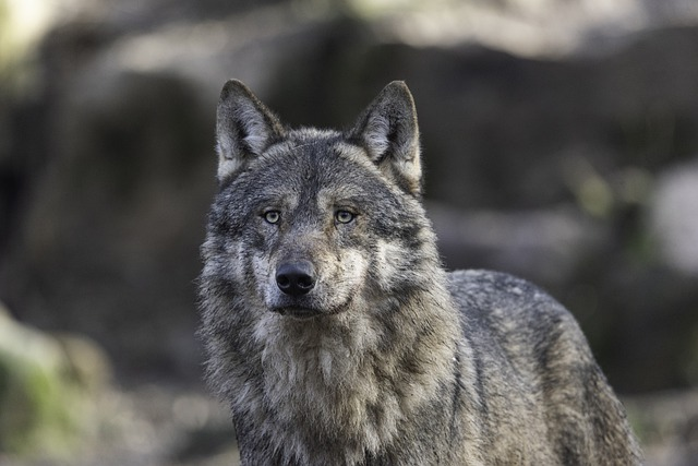 7 Top Biggest Wolf Ever Recorded - Giant Wolves Leaders