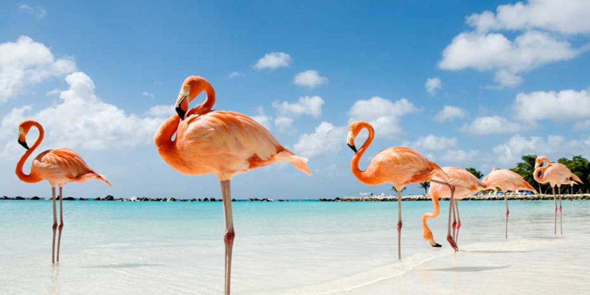 Flamingos unipedal stance