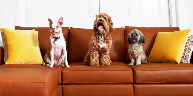 Protecting Faux Leather Furniture from Dogs