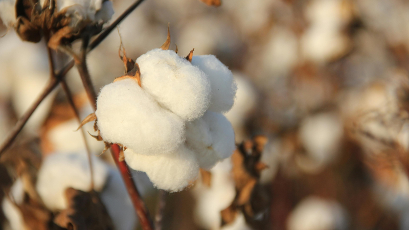 Natural textile