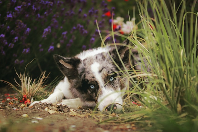 Blue Merle Border Collie Puppy