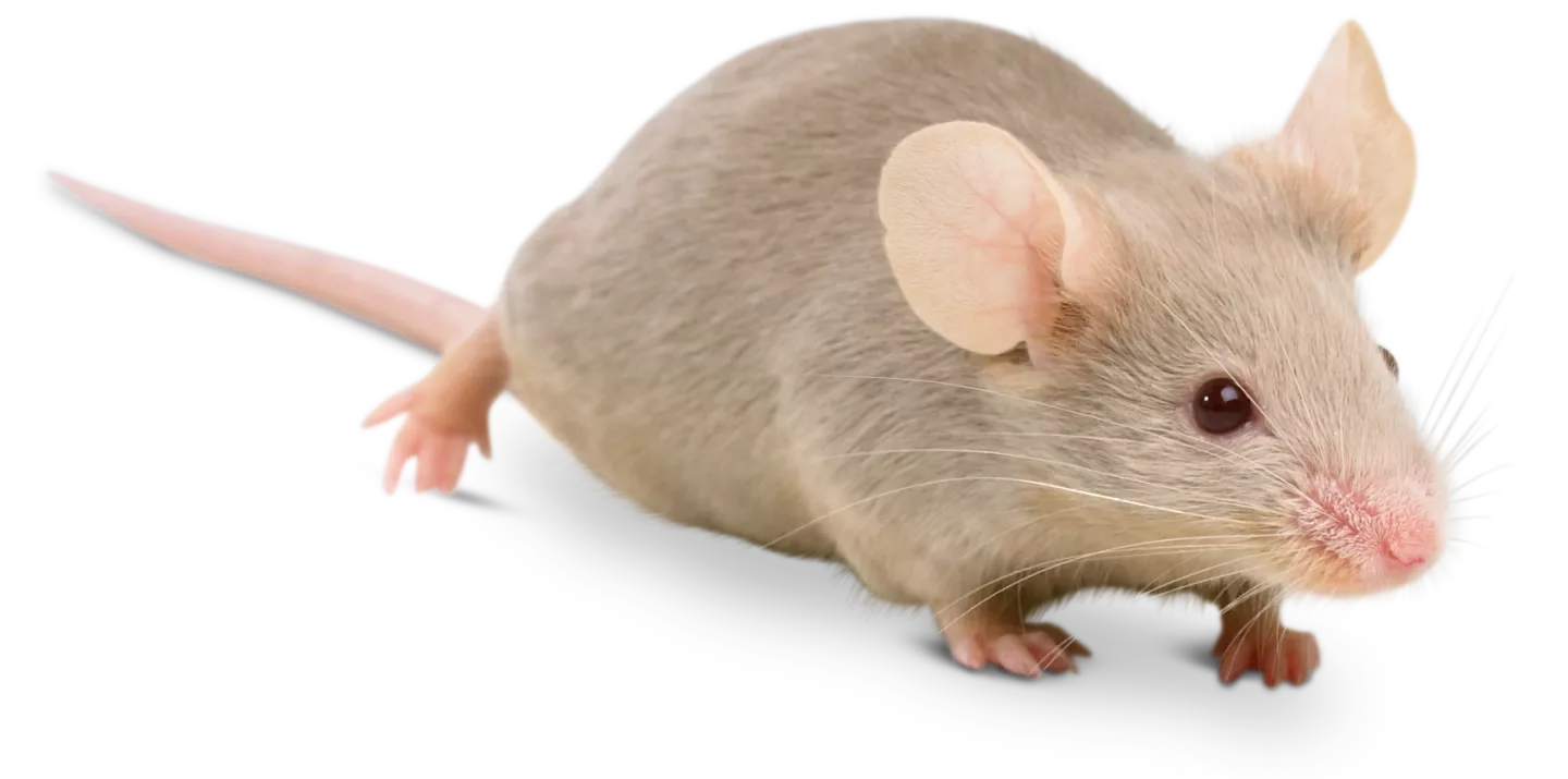 The Anatomy of Mice A Comprehensive Look