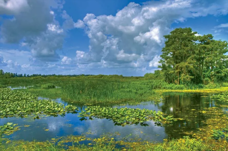 Importance of the Florida Everglades