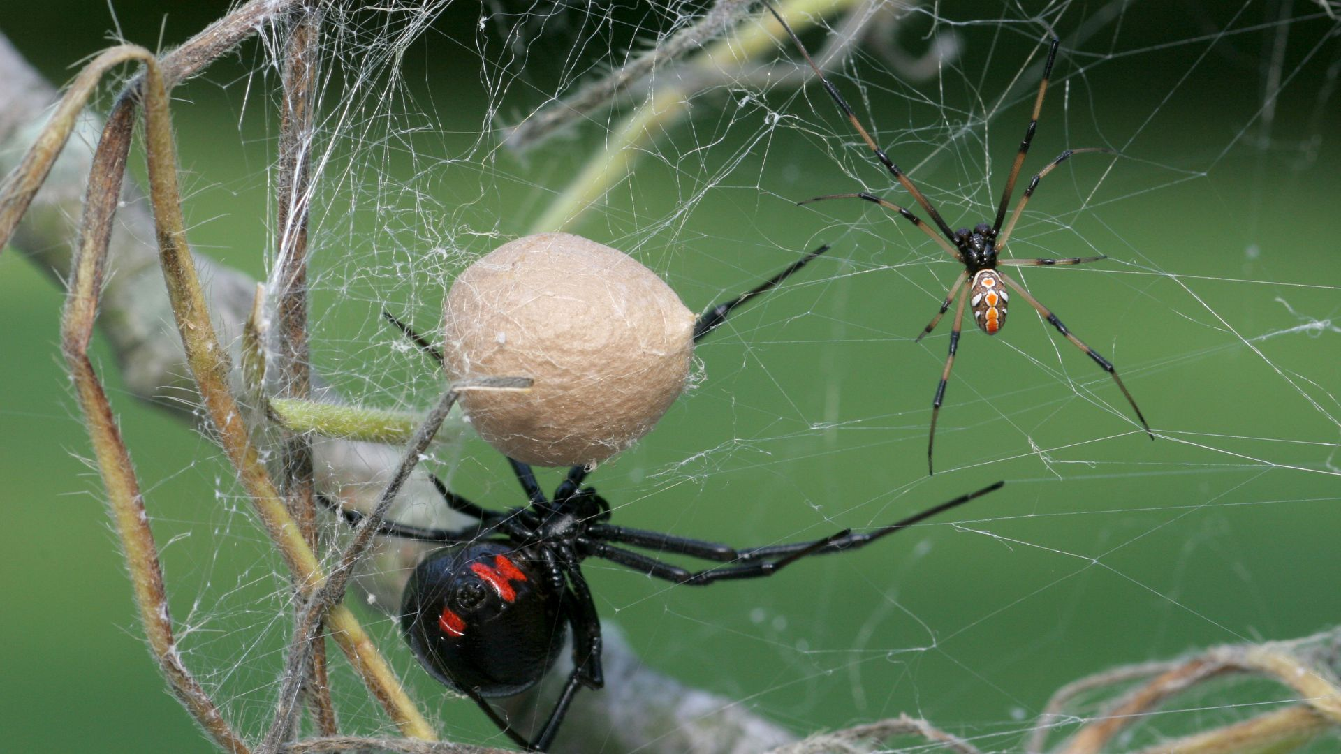 An image of a male and female black widow near an egg sac in a web.