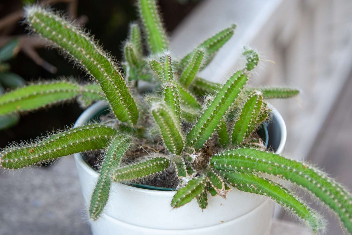 root bound cacti, dog tail