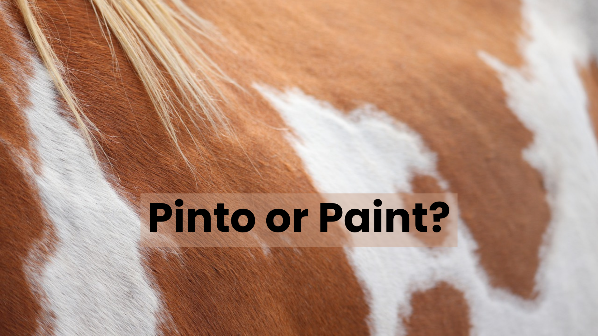 The difference between a pinto and a Paint horse.