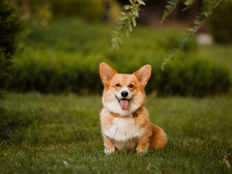 pembroke welsh corgi sitting in field looking at camera