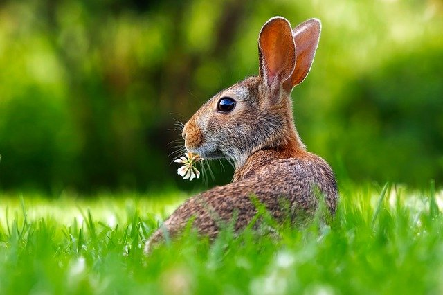 rabbit, bunny, hare eating grass