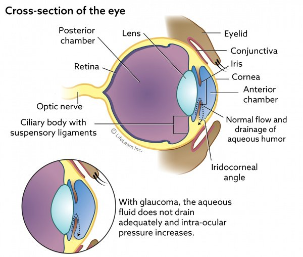 Image Credit: VCA Animal Hospitals https://vcahospitals.com/know-your-pet/glaucoma-in-dogs 