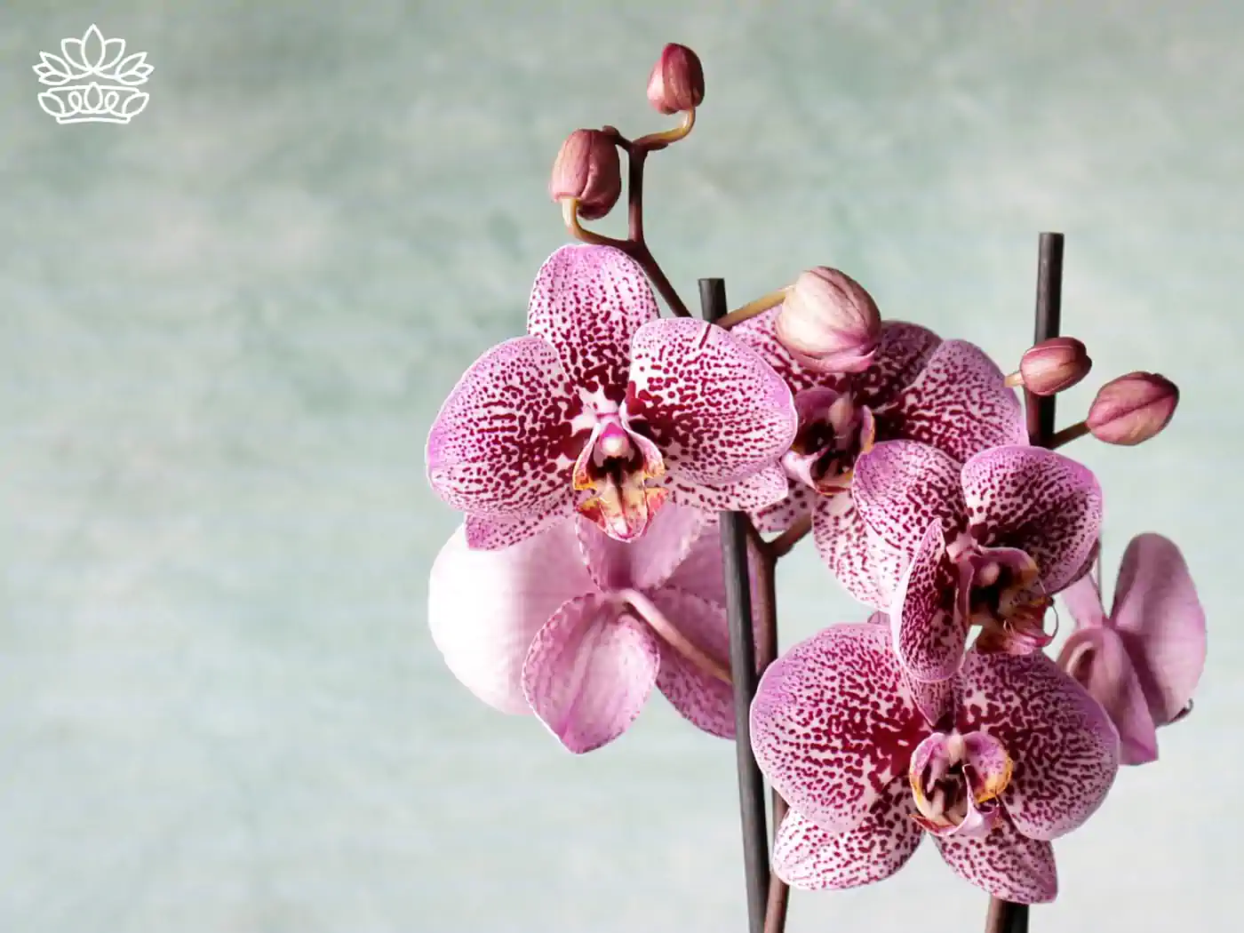 Close-up of pink speckled orchids with detailed petals against a light green background. Fabulous Flowers and Gifts - Orchids Collection.