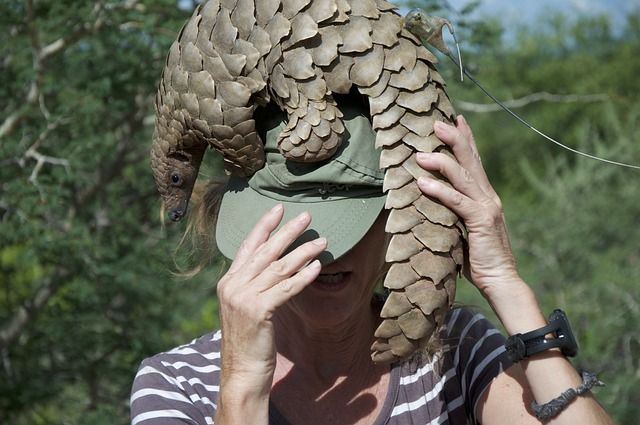 pangolin, namibia, endangered