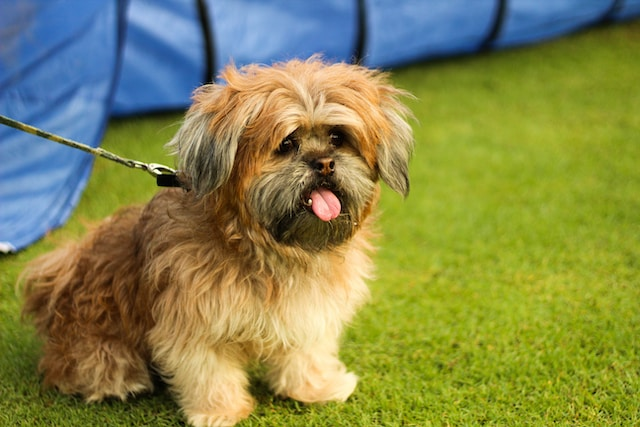 Brown And Gray Lhasa Apso Puppy
