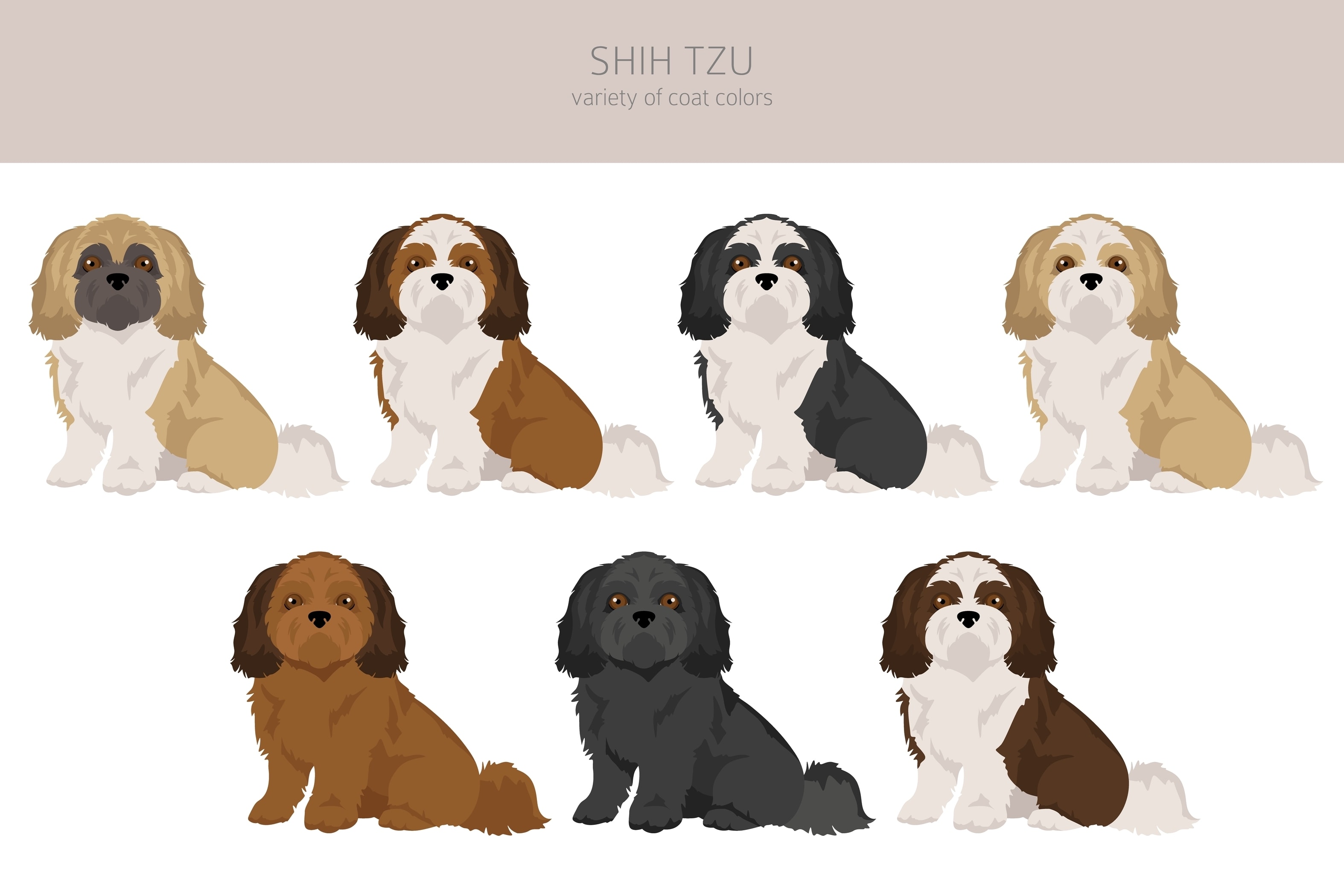 An infographic showing the many coat colors of the Shih Tzu
