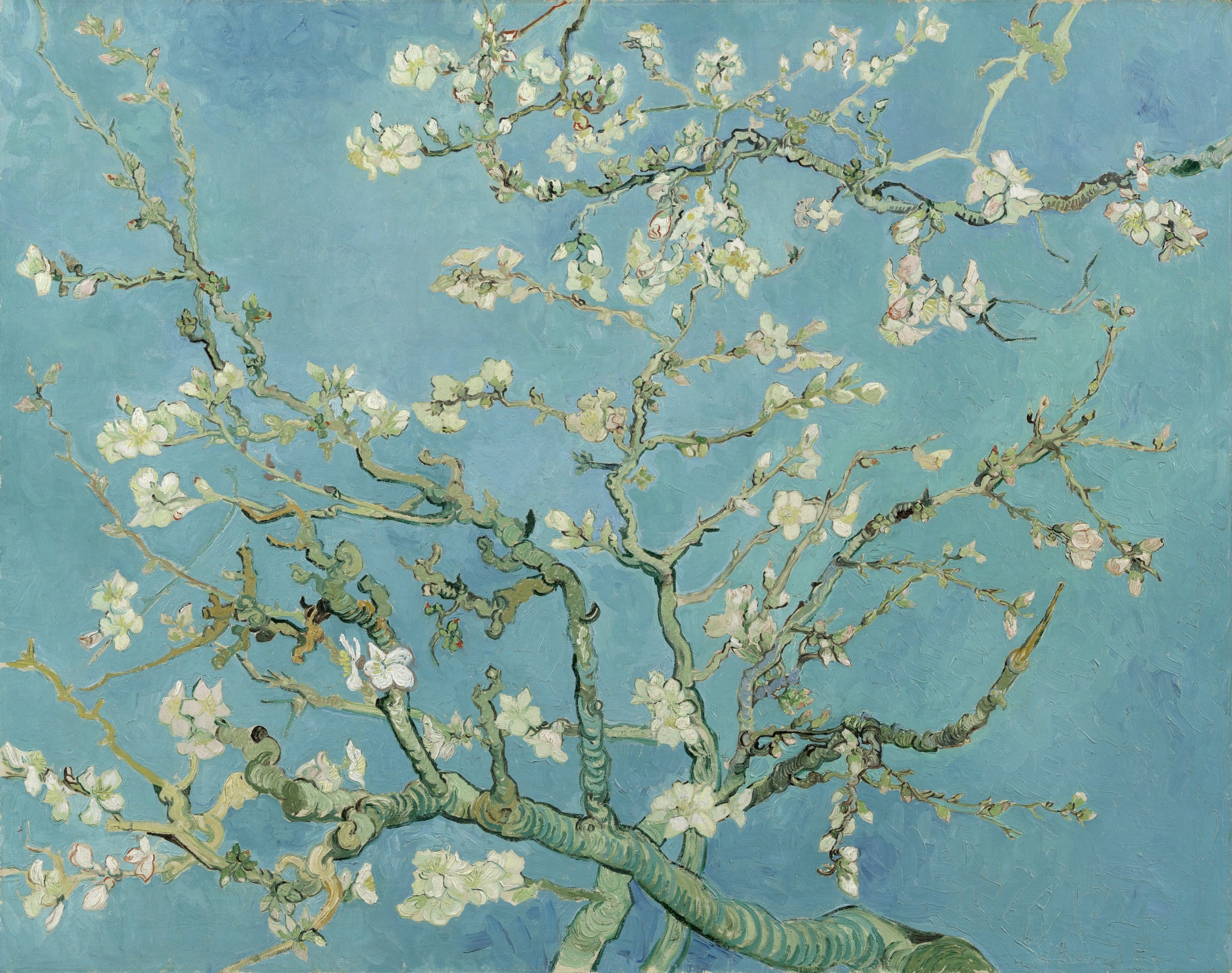 almond blossoms