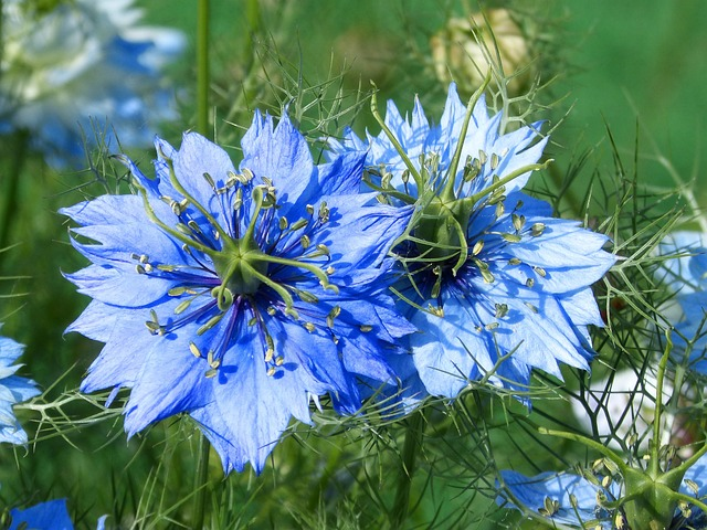 nigella, blue flower, blue star