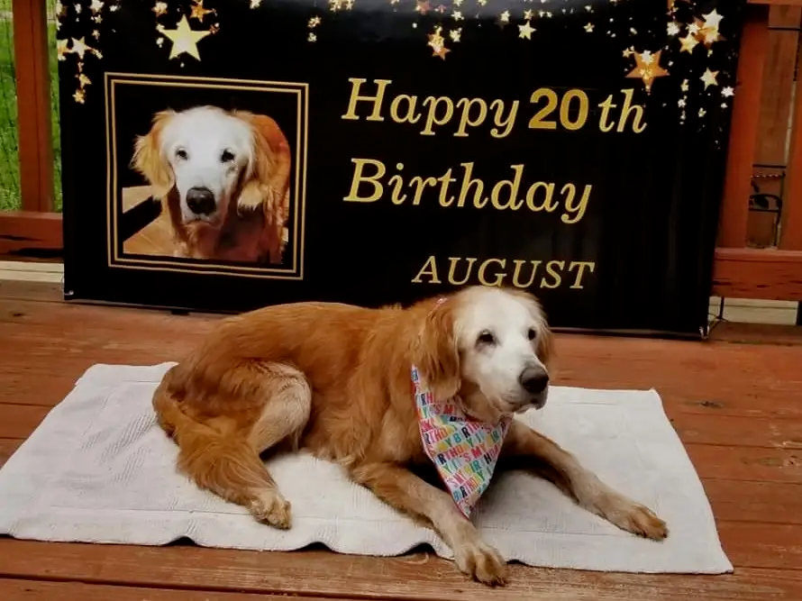 August - World's oldest golden retriever