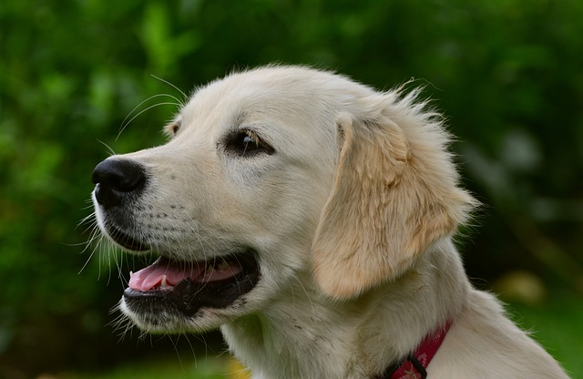 dog, golden retriever, golden retriever prices, price difference, golden pup, perfect dog, dark golden, puppy training