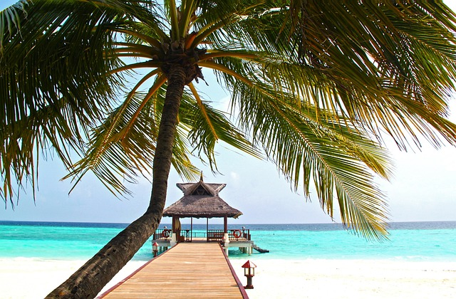 beach, coconut tree, white sand