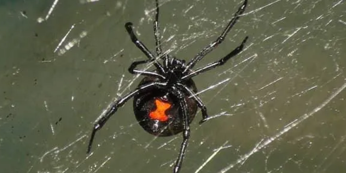 Black widow spiders, poisonous spiders
