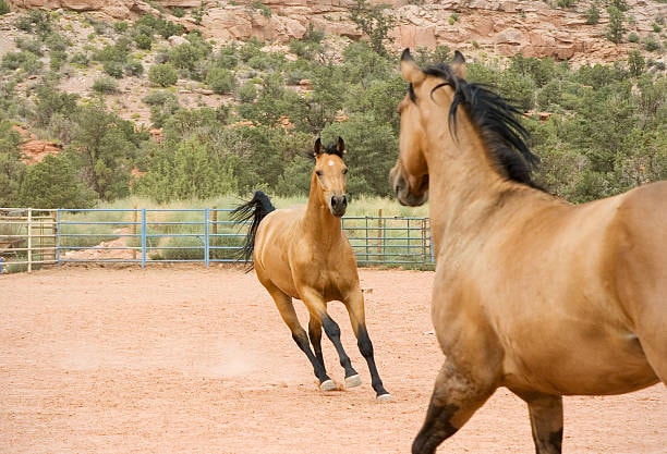 Two buckskin horses playing in a paddock.