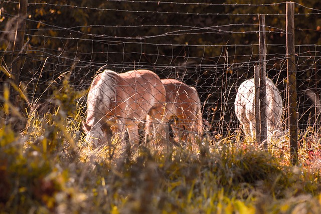  Wolf Jump, fencing