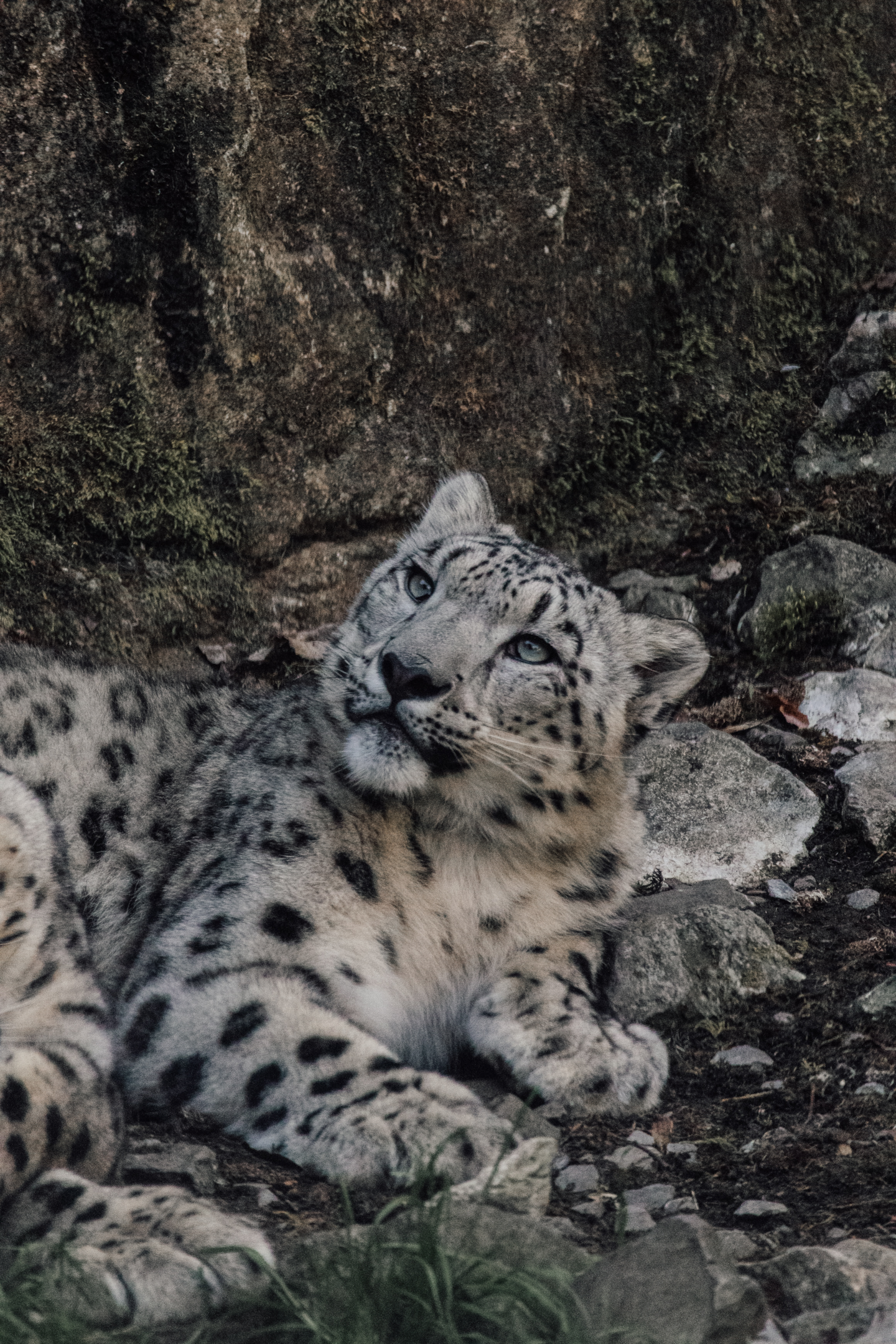 A snow leopard walking in the wild, with its magnificent body and long tail