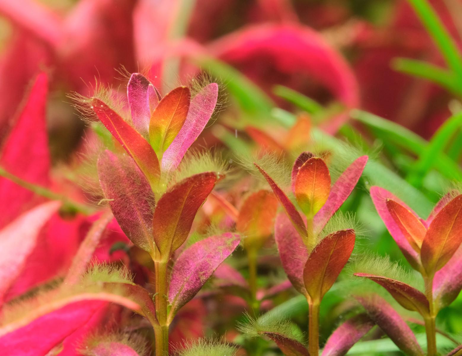 Close up of Rotala florida with hair algae on leaves