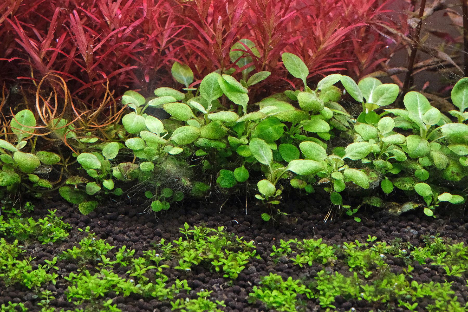 Lobelia cardinalis infested with staghorn algae