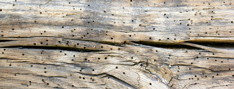 An image of powderpost beetle damage on old, dry wood.