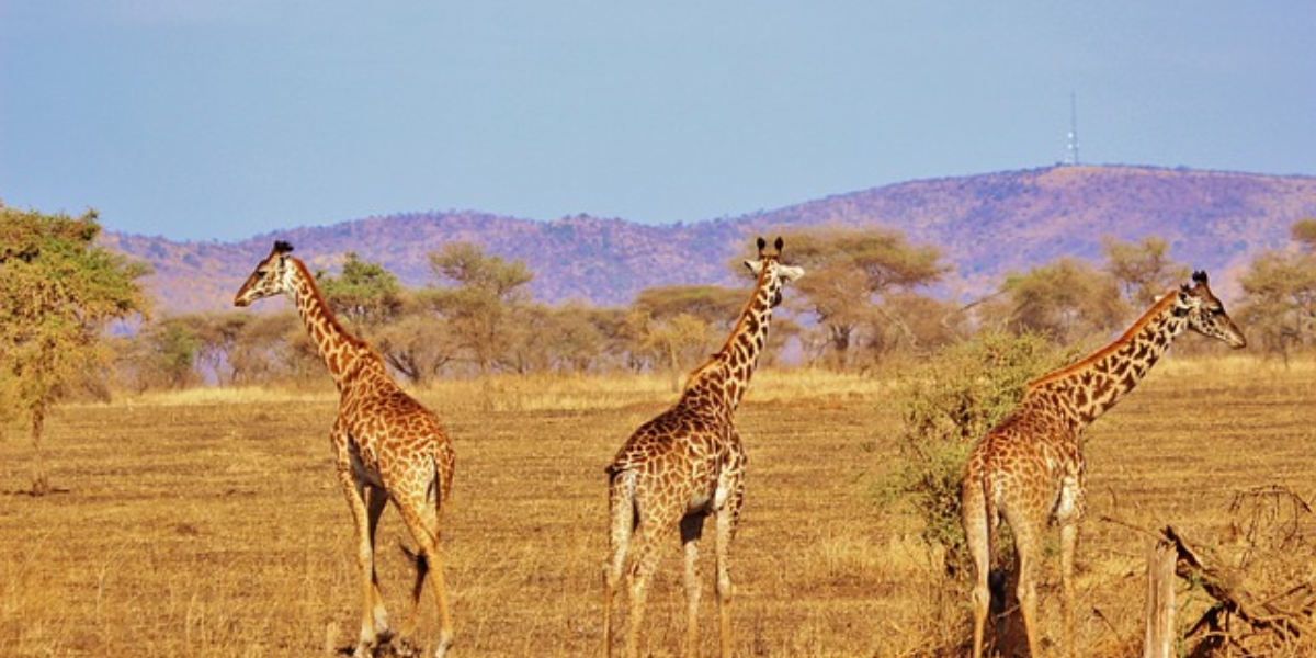 Serengeti Mara Ecosystem