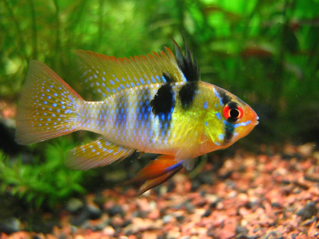 18 Most Colorful Tropical Fish for Every Aquarium - Aquarium Passion