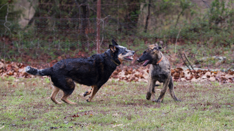 edb1a0b8 0afa 4cac b522 c0bdacef4d6d How to Train an Aggressive Dog: A Comprehensive Guide