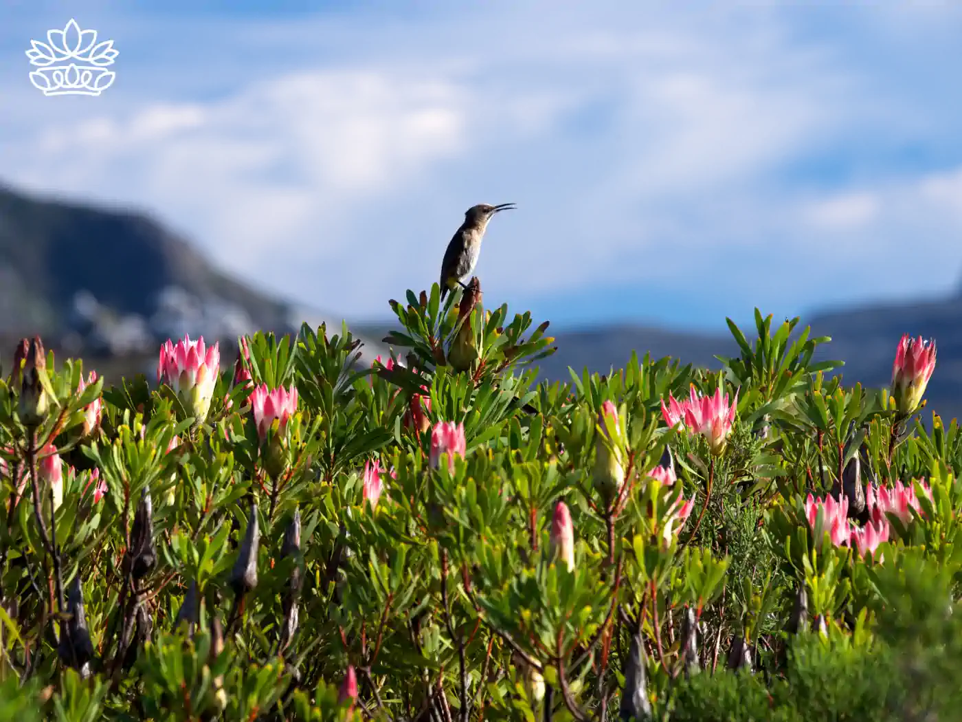 Pink Protea flowers in a natural habitat with a bird perched on a branch - Fabulous Flowers and Gifts, Proteas Collection
